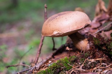 Boletus edulis ya da sepet ormanda..