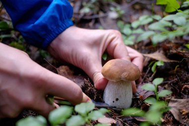 Boletus edulis ya da ormandaki yosunların arasında. Mantar toplayan adam. Görüntüyü kapat