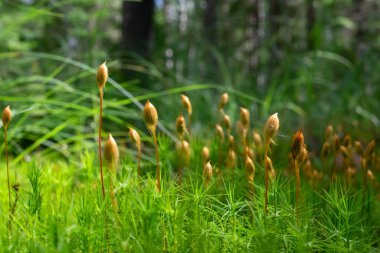 Polytrichum komünü mikroskobik yosun Sporophyte Calyptra.