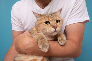 Sahibinin ellerinde oturan korkmuş İngiliz kedisi. Cat veteriner doktordan korkuyor.