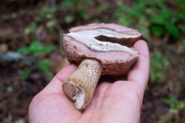 Yenilemez acı mantar Tylopilus felleus.