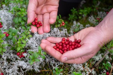 Olgun kırmızı yaban mersini, kekiküzümü ya da inek üzümü sonbaharda ormanda yetişir..