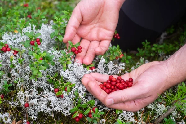 Ripe red lingonberry, partridgeberry, or cowberry grows in forest at autumn.