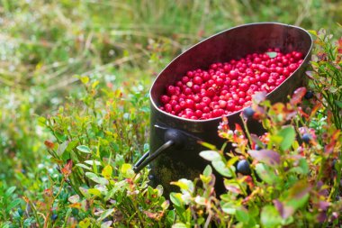 Kırmızı taze inek böğürtlenleriyle dolu metal kap..