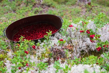 Kırmızı taze inek böğürtlenleriyle dolu metal kap..