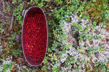 Kırmızı taze inek böğürtlenleriyle dolu metal kap..