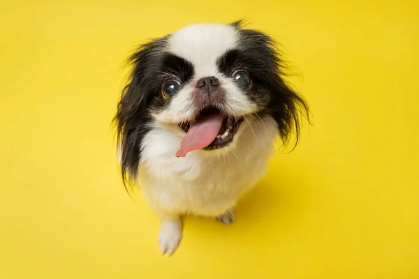 Chin jepang yang lucu dengan latar belakang kuning. Rekaman studio — Stok Foto