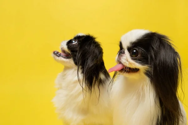 Cute japanese Chin against yellow background. Studio shot