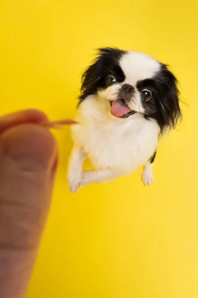 Japanese chin being rewarded for good behavior — Stock Photo, Image