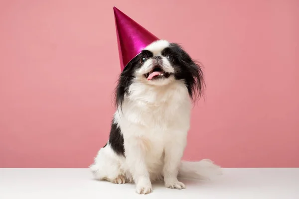 Japanese chin with a party hat over pink background.