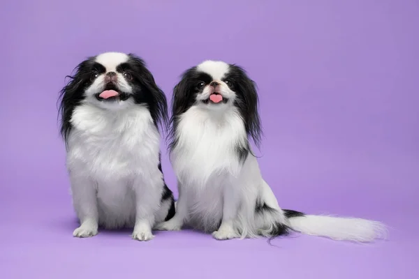 Cute japanese Chin against violet background. Studio shot — Stock Photo, Image