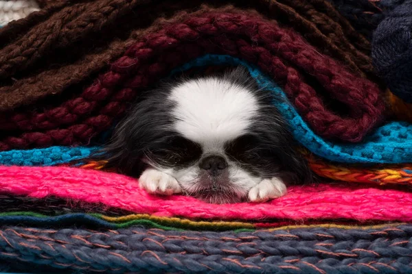 Japanese chin napping hiding at warm scarfs. — Stock Photo, Image