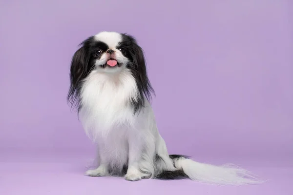 Cute japanese Chin against violet background. Studio shot — Stock Photo, Image