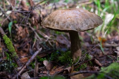 Ormanda yenebilir mantarlı Leccinum scabrum.