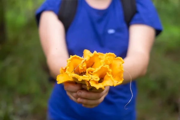 Human female hands holding a bunch of chanterelles — Stock Photo, Image
