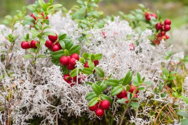 Yapraklı yaban mersini ve böğürtlen yakından