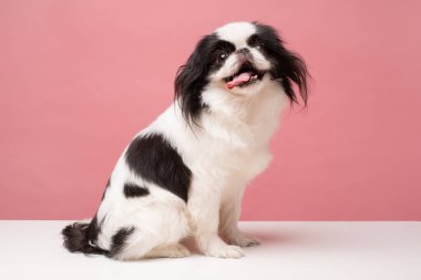 Pembe arka plana karşı sevimli Japon çenesi. Stüdyo çekimi