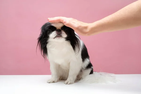 Weibliche Hand tätschelt lächelnden Hundekopf mit niedlichem japanischen Kinn — Stockfoto