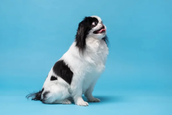 Cute japanese Chin against blue background. Studio shot — Stock Photo, Image