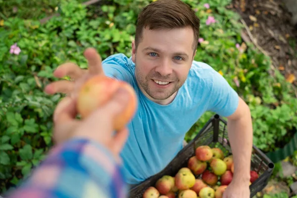 Blanke volwassen man oogsten appels in zijn tuin. — Stockfoto