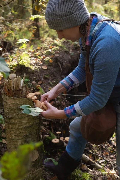 Caucasian woman in the forest cuts the honey mushrooms or Armillaria mellea. — Stock Photo, Image