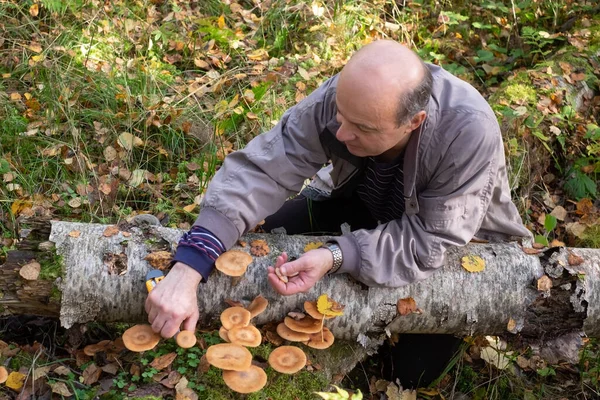 Idősebb ember egy szedő gomba az erdőben — Stock Fotó
