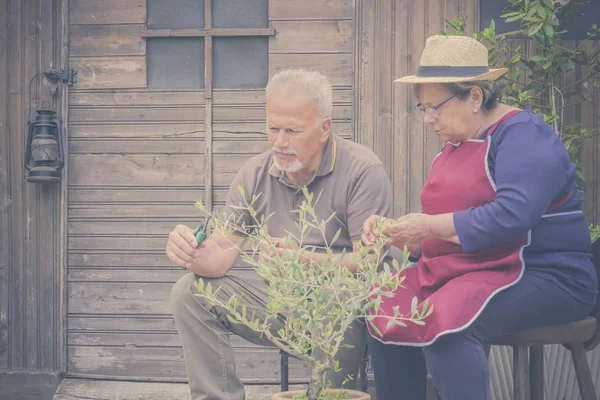 elderly senior couple in countryside like home farm work together, with plants cutting and repair them. family concept of life forever together with love and affection