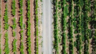 Lanzarote la geria bağında Kanarya Adaları'nda siyah volkanik toprak