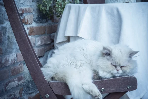 蓝色调的白猫睡在家里的椅子上懒惰安静 — 图库照片