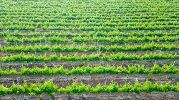 Aerial View Vineyard Daytime — Stock Video