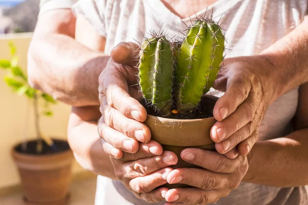 Main Paire Âgée Tenant Des Cactus Vivants Verts — Photo