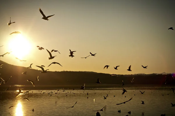 Seagulls Flying Lake Sunset — Stock Photo, Image