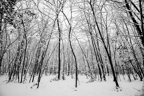 Снігові Покриті Дерева Лісі Вдень — стокове фото