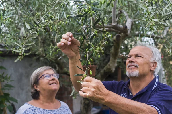 Senior Couple Checking Olive Tree Countryside — Stock Photo, Image