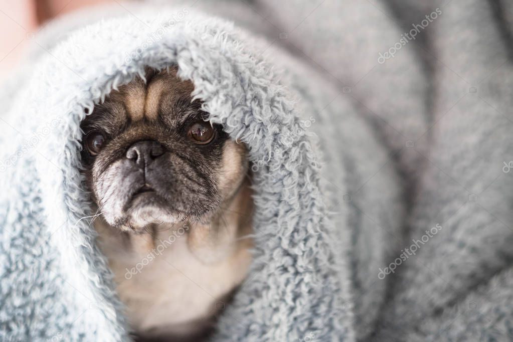 old pug sitting under blanket at home 