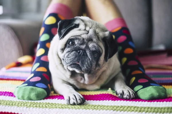 Девушки Ноги Сумасшедшим Цветные Носки Сливочный Мопс Собака — стоковое фото