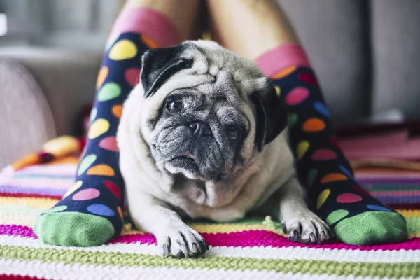 Jambes Fille Avec Des Chaussettes Couleur Folle Chien Carlin Crémeux Image En Vente