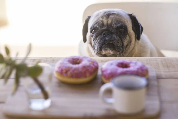 Triste Morsomme Hund Som Sitter Bordet Med Deilige Smultringer Kaffe stockbilde