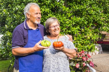 couple of adult senior caucasian man and woman with big home made tomatoes on hand one green one red ready to be eaten clipart