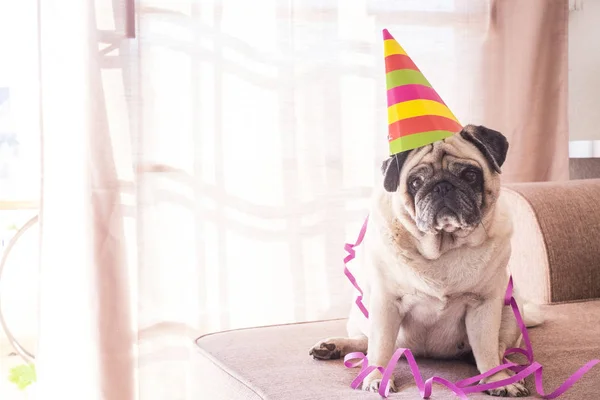 Celebración Carnaval Aniversario Cumpleaños Para Pug Perro Viejo Divertido Especial — Foto de Stock