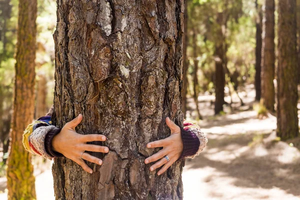 Γυναικεία Χέρια Αγκαλιάζουν Ένα Πεύκο Στο Δάσος Για Την Αγάπη — Φωτογραφία Αρχείου