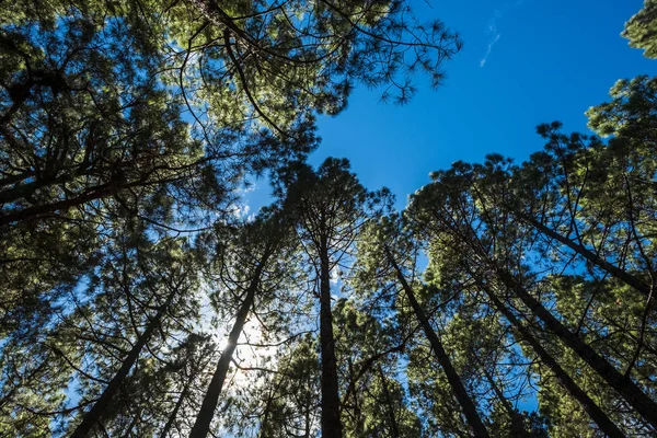 Mavi Gökyüzü Arka Plan Üzerinde Pines Tops Düşük Açılı Görünüş — Stok fotoğraf