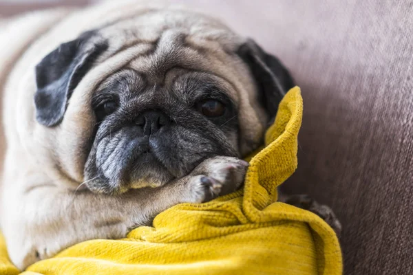Old Nice Funny Pug Lying Couch — Stock Photo, Image