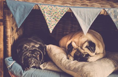 İki güzel eski yastıklar üzerinde uyku pugs köpek