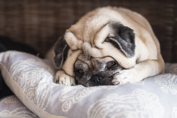 Lovely dog pug sleeping on pillow, home lazy activity