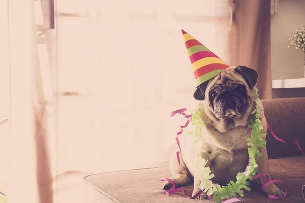 Karnaval Kutlama Veya Doğum Günü Yıldönümü Için Özel Komik Yaşlı — Stok fotoğraf