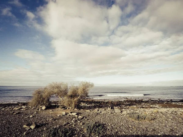 海洋沿岸的干旱地区 单树和波浪 — 图库照片