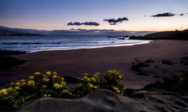 Fleurs Jaunes Dans Plage Sauvage Propre Naturelle Avant Lever Soleil — Photo