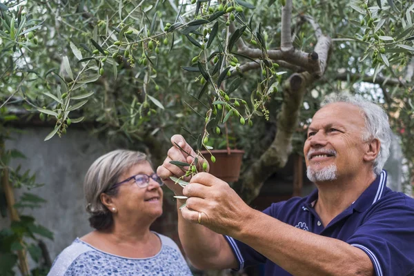 Olive Tree Elderly Senior Couple Countryside Home Farm Work Together — Stock Photo, Image