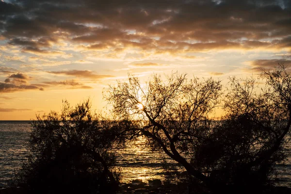 Solnedgang Gull Med Tørre Trær Stranden Svart Silhuett – stockfoto